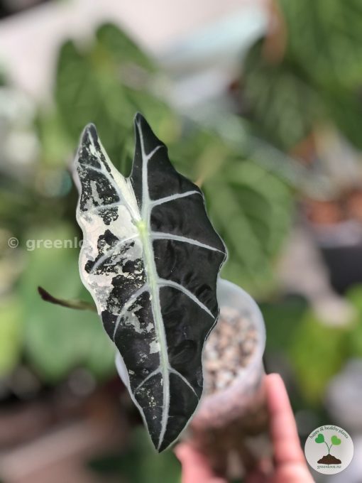 Alocasia Amazonica Variegated