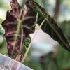 Alocasia Amazonica Variegated