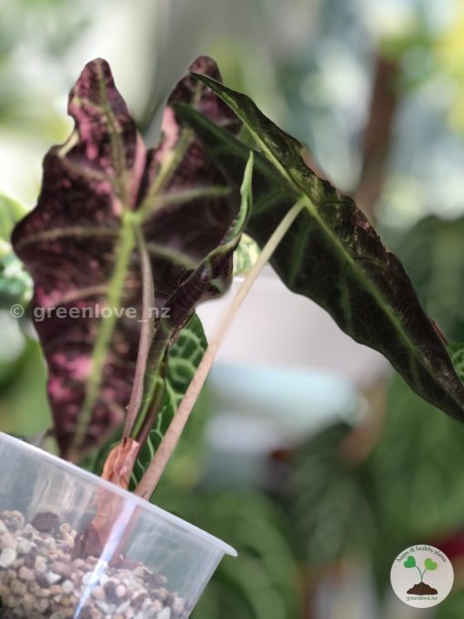 Alocasia Amazonica Variegated