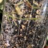 Scindapsus Tricolour Silver Platinum