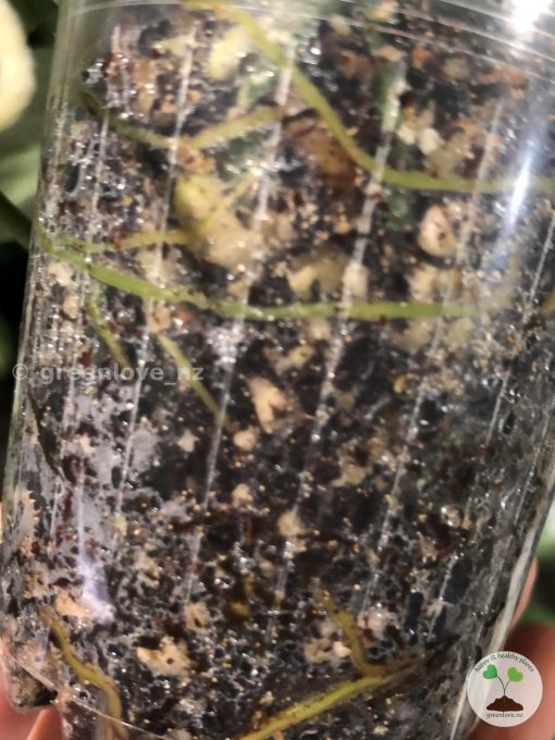 Scindapsus Tricolour Silver Platinum