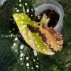 Begonia Maculata Pink Variegated
