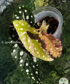 Begonia Maculata Pink Variegated