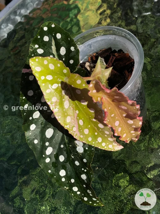Begonia Maculata Pink Variegated