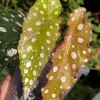Begonia Maculata Pink Variegated