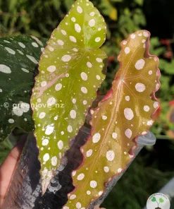 Begonia Maculata Pink Variegated