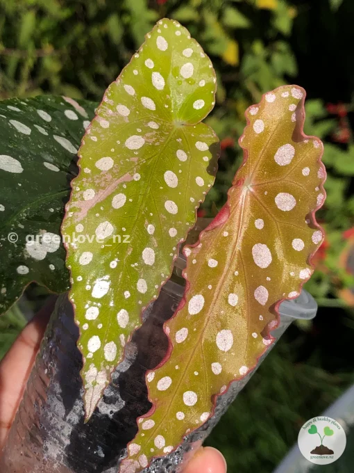 Begonia Maculata Pink Variegated