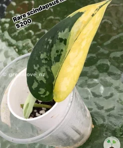 Rare Scindapsus Majika