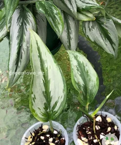 Rare Scindapsus Officinalis Silver