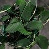 Rare Scindapsus Black Satin (Clone 2)