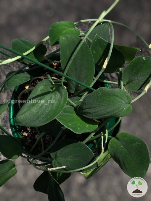Rare Scindapsus Black Satin (Clone 2)