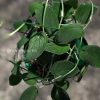 Rare Scindapsus Black Satin (Clone 2)