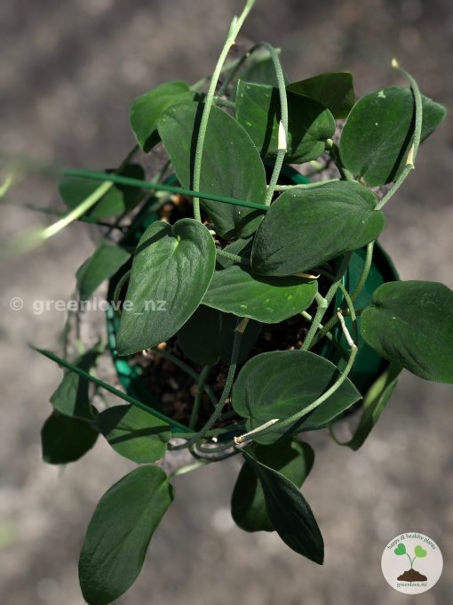 Rare Scindapsus Black Satin (Clone 2)
