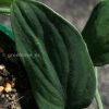 Scindapsus Black Satin (Clone 2) at @greenlove_nz