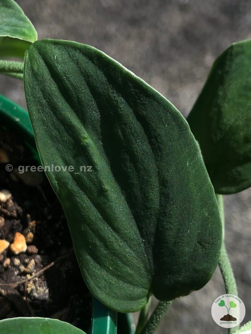 Scindapsus Black Satin (Clone 2) at @greenlove_nz