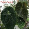 Anthurium No ID X Dressleri Indo