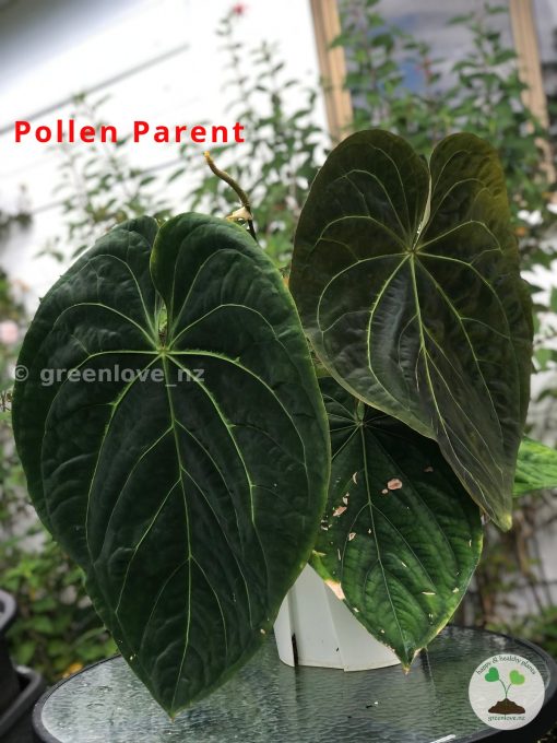 Anthurium No ID X Dressleri Indo