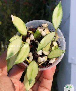 Hoya Lacunosa Variegated