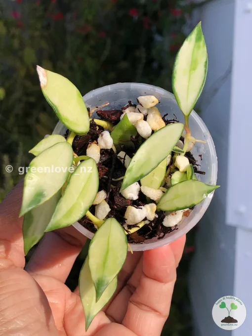 Hoya Lacunosa Variegated