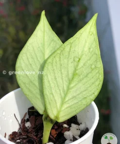 Hoya polyneura full silver