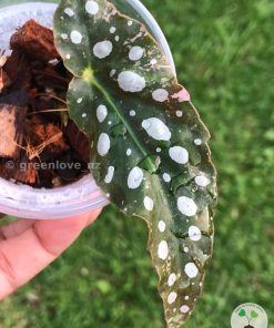 Begonia Maculata Pink Variegated | Plant C