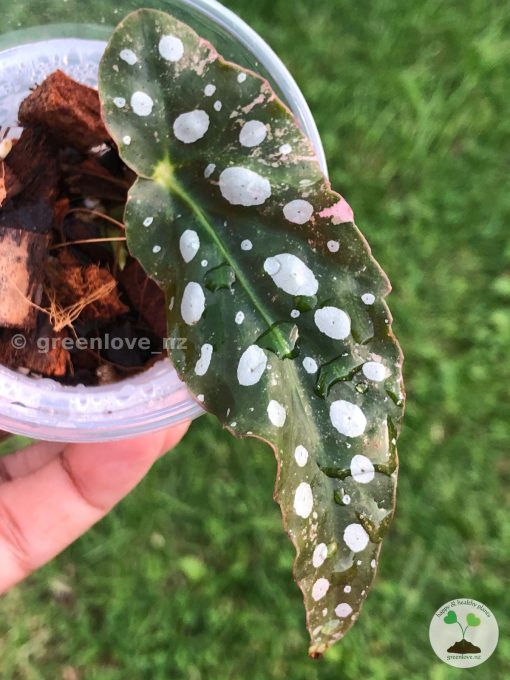 IMG_3756 Begonia Maculata Pink Variegated | Plant C