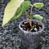 Anthurium 'Ace of Spades' Variegated