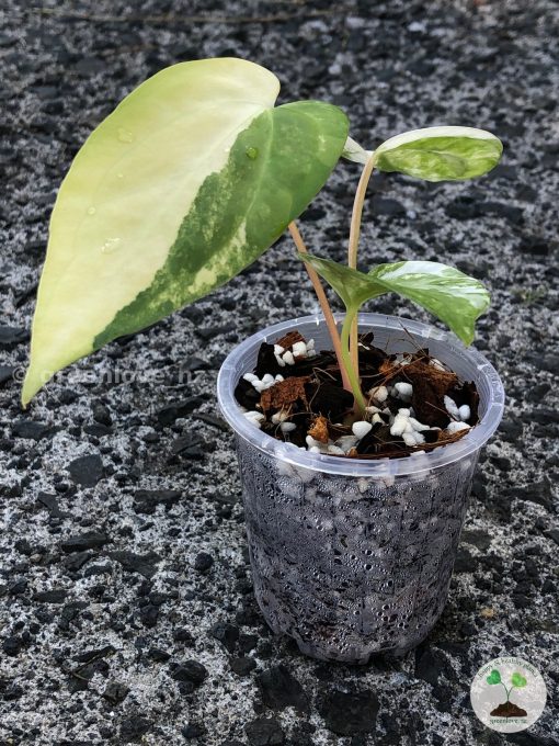 Anthurium 'Ace of Spades' Variegated