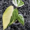 Anthurium 'Ace of Spades' Variegated
