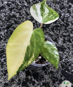 Anthurium 'Ace of Spades' Variegated