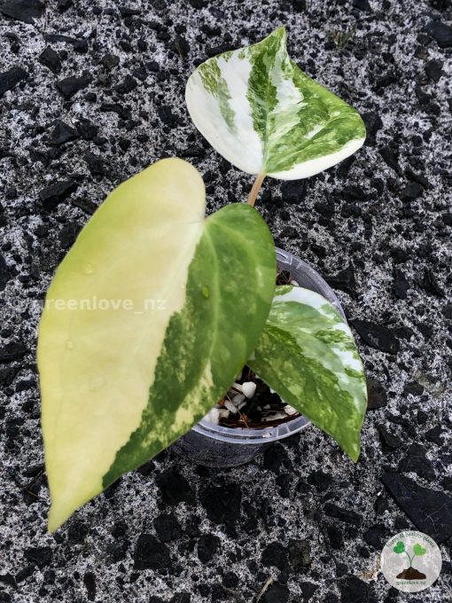 Anthurium 'Ace of Spades' Variegated