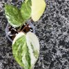 Anthurium 'Ace of Spades' Variegated