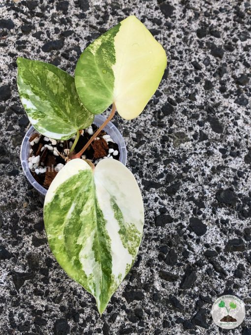 Anthurium 'Ace of Spades' Variegated