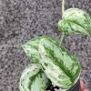 Scindapsus Exotica Albo