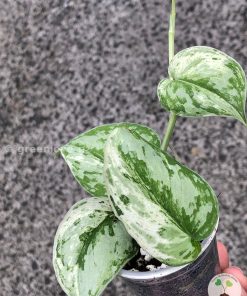 Scindapsus Exotica Albo