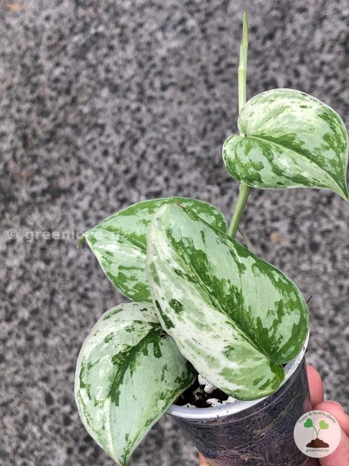 Scindapsus Exotica Albo