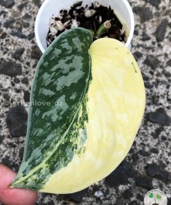 Scindapsus Exotica Aurea