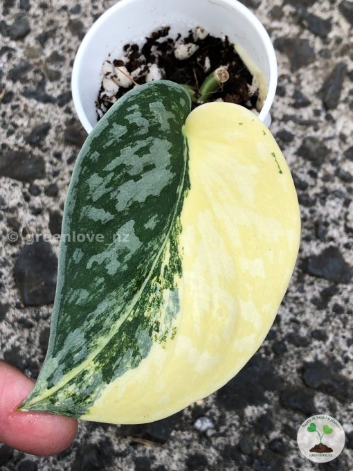 Scindapsus Exotica Aurea