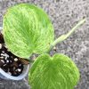 Rare Scindapsus Gold Dust