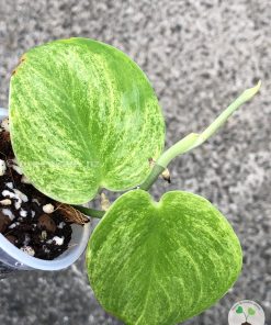 Rare Scindapsus Gold Dust