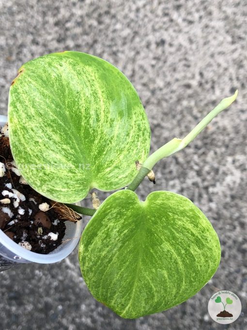 Rare Scindapsus Gold Dust