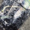 Rare Scindapsus Gold Dust