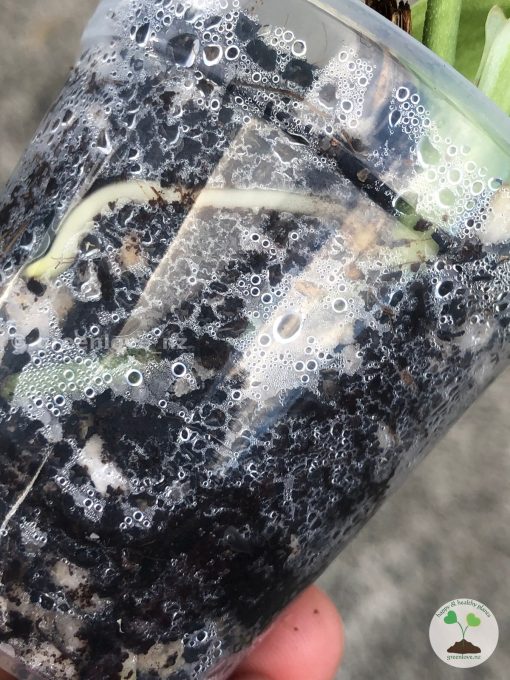 Rare Scindapsus Gold Dust