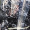 Rare Scindapsus Gold Dust