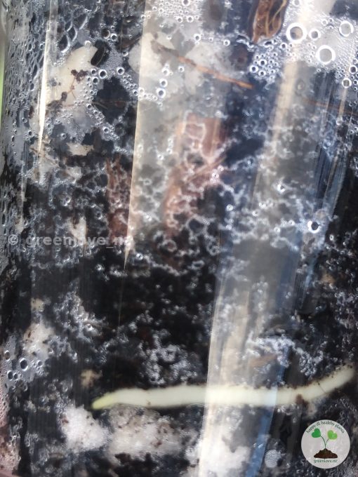 Rare Scindapsus Gold Dust