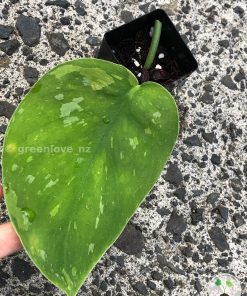 Scindapsus Baticon