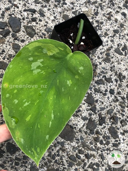 Scindapsus Baticon