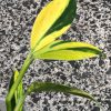 Scindapsus Coriaceus Aurea