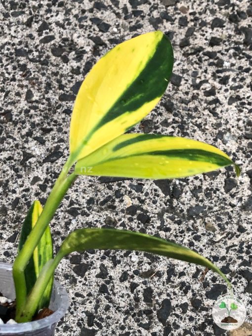 Scindapsus Coriaceus Aurea