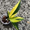 Scindapsus Coriaceus Aurea